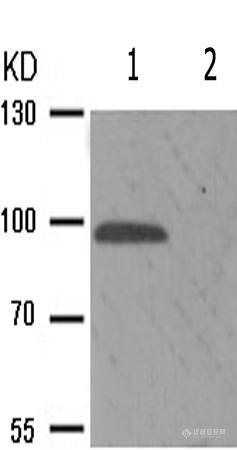 兔抗KCNB1(Phospho-Ser805) 多克隆抗体 .jpg