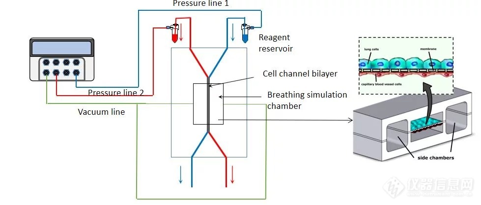 4organ_on_a_chip_lung_JPG.jpg