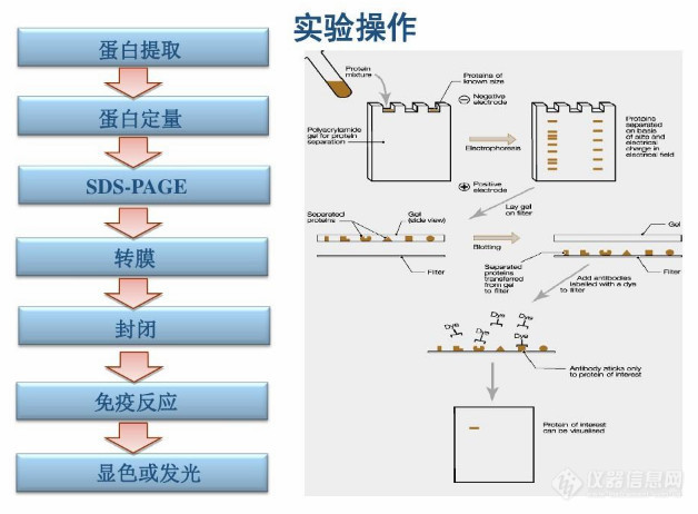 试剂盒操作图片12.jpg