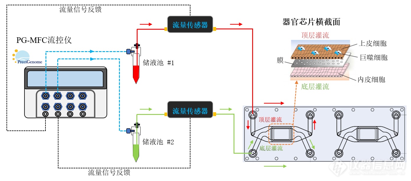 5中文器官芯片系统连接图 PG-MFC.png