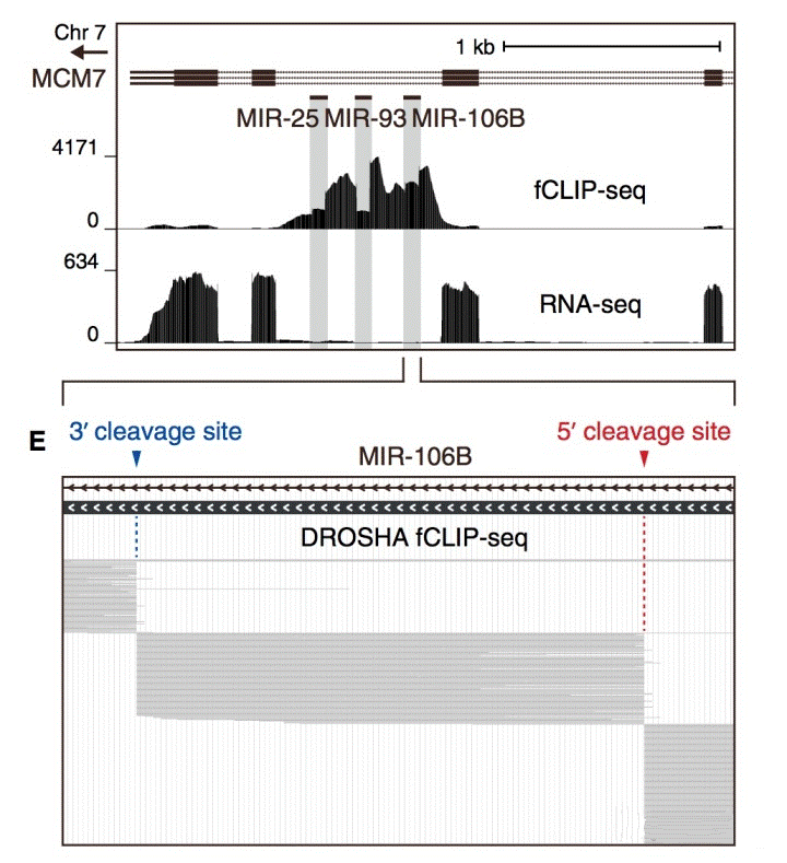 RNA mappingN.gif