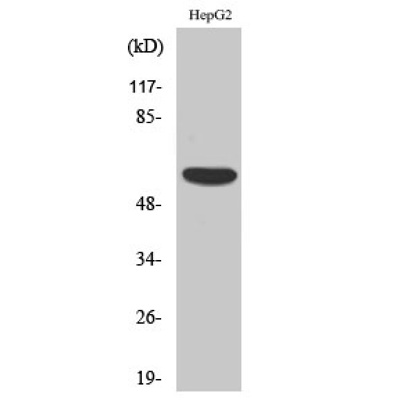 Anti-OY-TES-1 antibody