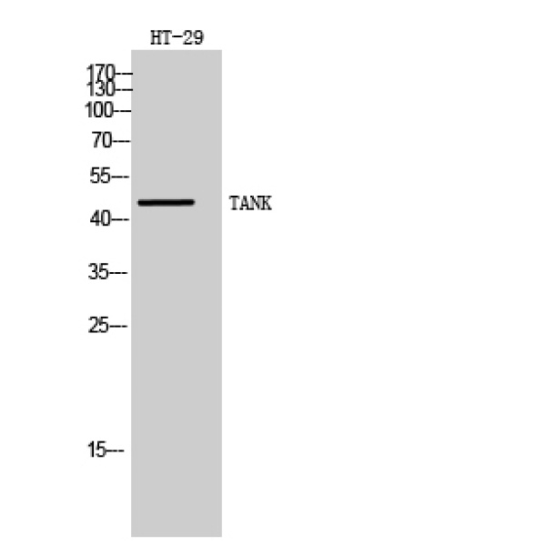 Anti-TANK antibody