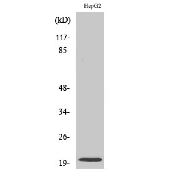 Anti-Neuromedin-U antibody