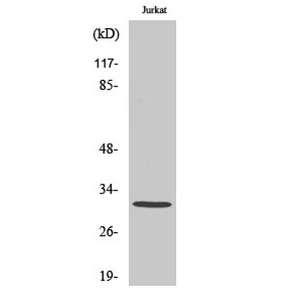 Anti-Elf-5 antibody