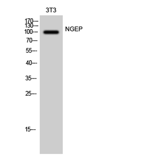 Anti-NGEP antibody