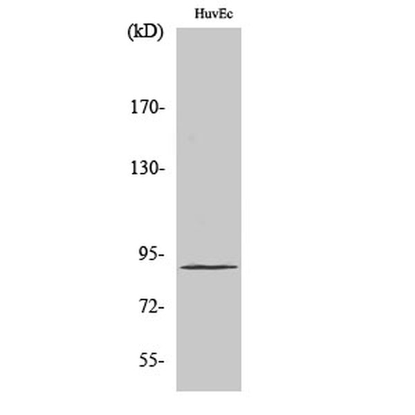 Anti-Elongin A1 antibody