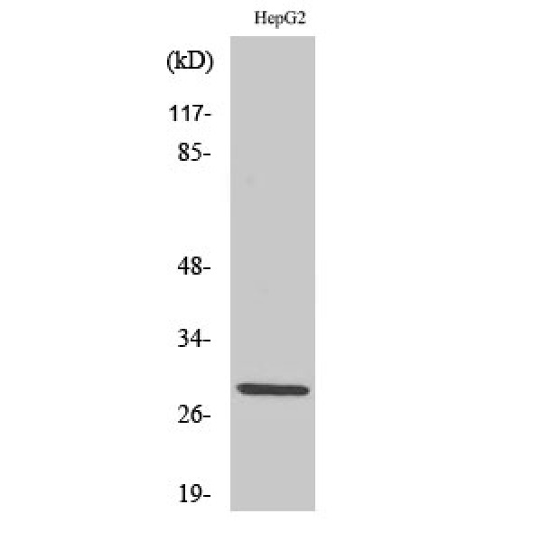 Anti-Spi-C antibody