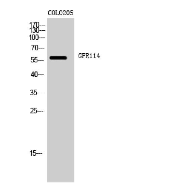 Anti-GPR114 antibody