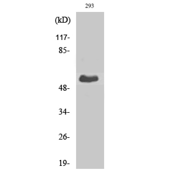 Anti-T3JAM antibody