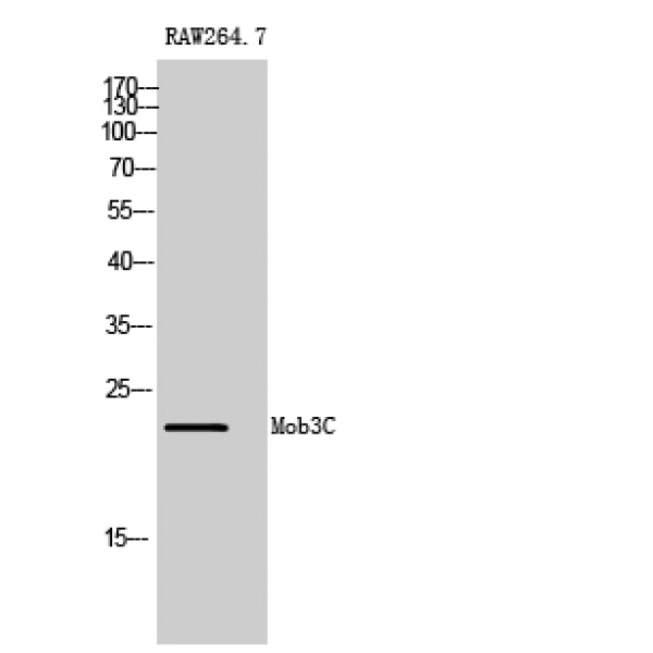 Anti-Mob3C antibody