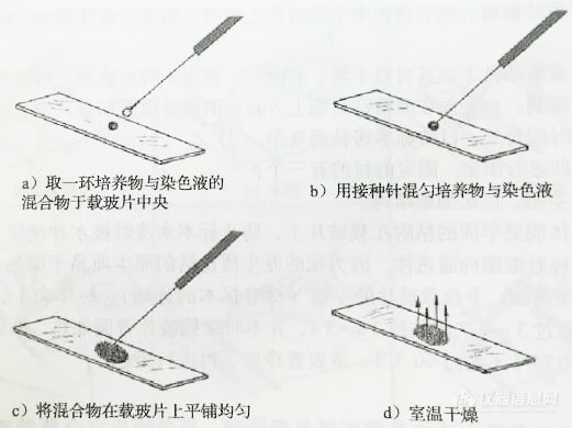 常见细菌染色方法汇总！3.jpg