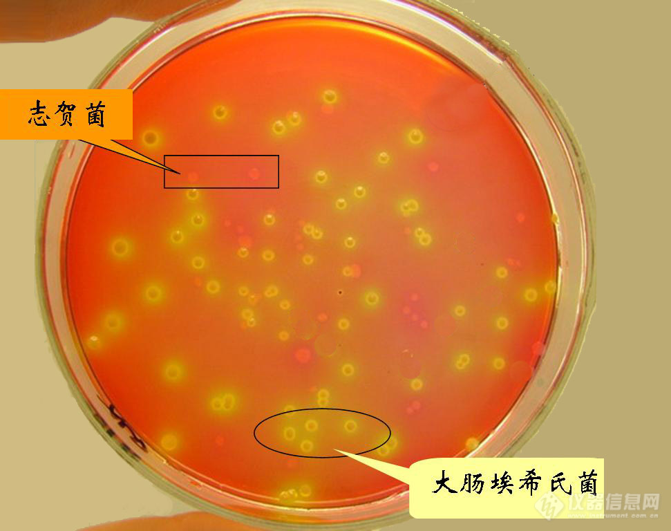 大肠埃希菌和志贺菌培养-1.jpg