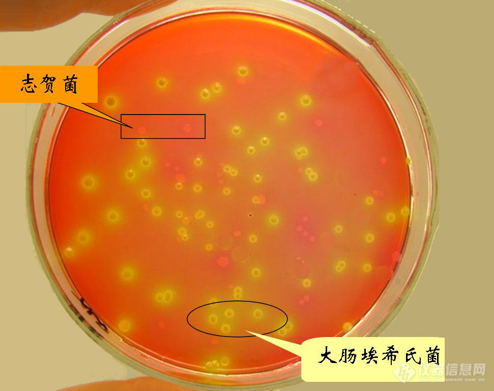 Ebio Reader TM 3700M飞行时间质谱系统鉴别大肠埃希菌和志贺菌应用 