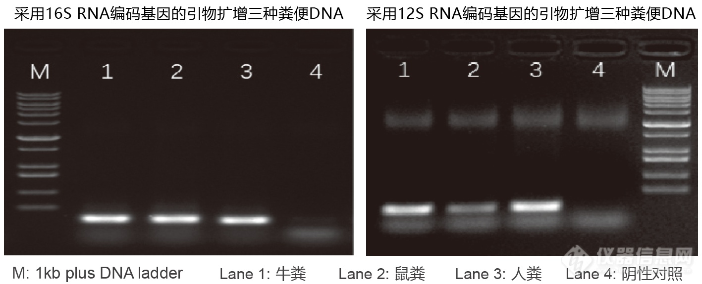 PCR扩增图-2.png