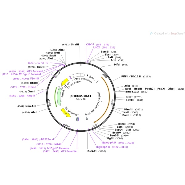 pHCMV-10A1病毒基因质粒