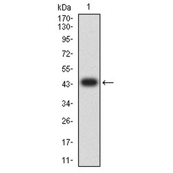 Anti-PTPRU antibody