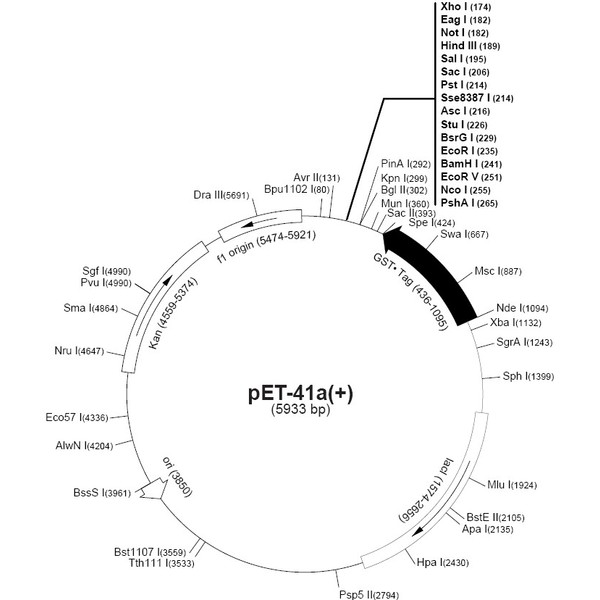 pET-41a大肠表达质粒