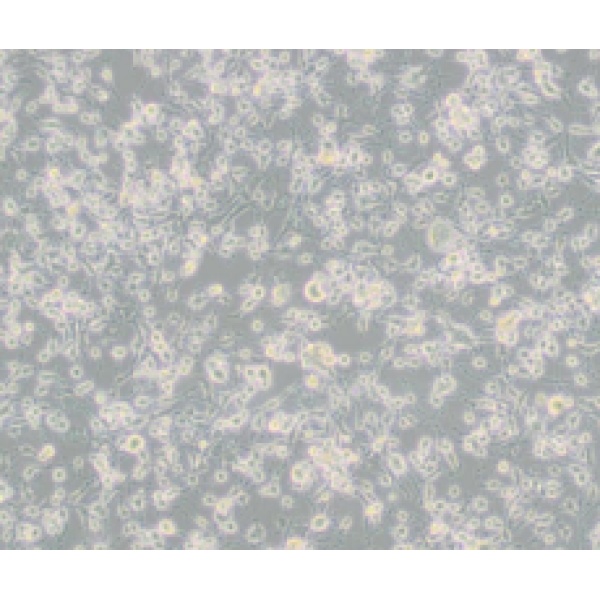 CEM-T4人急性T淋巴细胞白血病细胞
