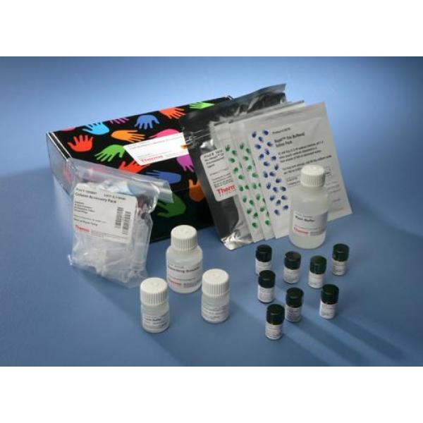 大鼠囊性纤维化跨膜传导调节因子(CFTR)ELISA试剂盒