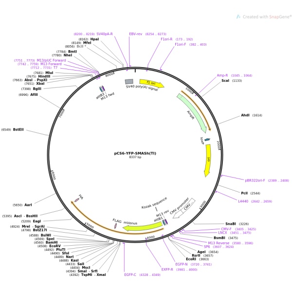pCMV-SPORT6-AXL(1同义突变1点突变)人源基因模板质粒