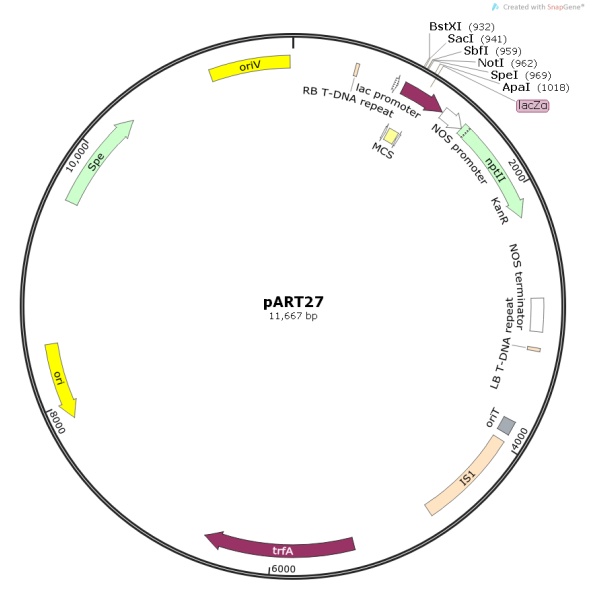 pART27地杆菌表达质粒