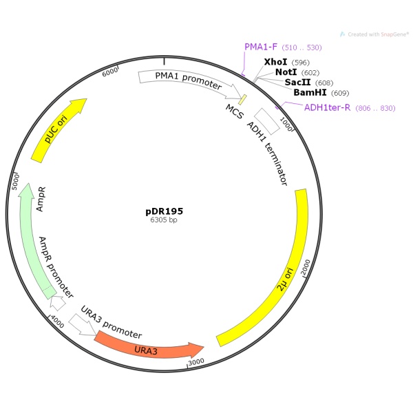 pDR195毕赤酵母质粒
