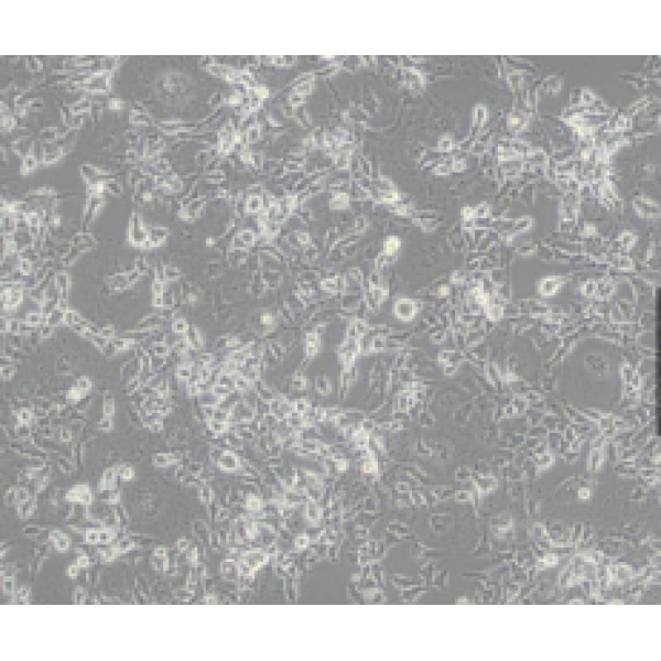 NCI-H1668人典型小细胞肺癌细胞