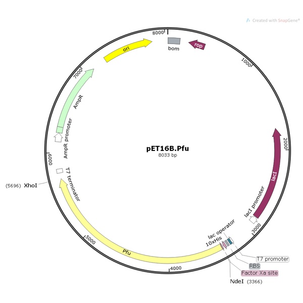 pET16B.Pfu聚合酶基因质粒