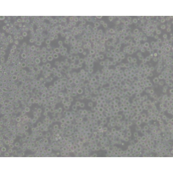 PC-12(低分化)大鼠肾上腺嗜铬细胞瘤细胞(低分化)