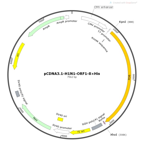 pCDNA3.1-H1N1-ORF1病毒基因质粒