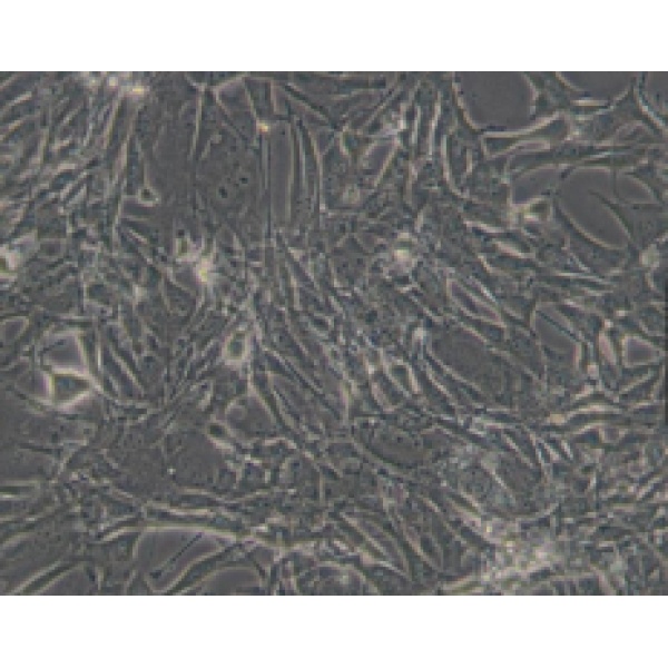 PC-3M-2B4人低转移前列腺癌细胞