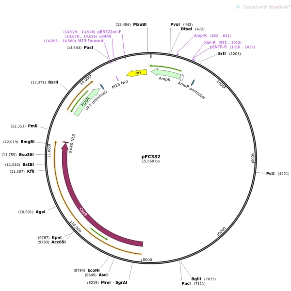 pFC332丝状真菌基因编辑质粒