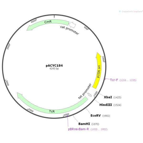 pACYC184大肠克隆质粒