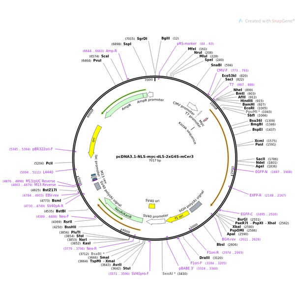 pCDNA3.1-NLS-NgAgo-IRES-Zsgreen1哺乳编辑质粒