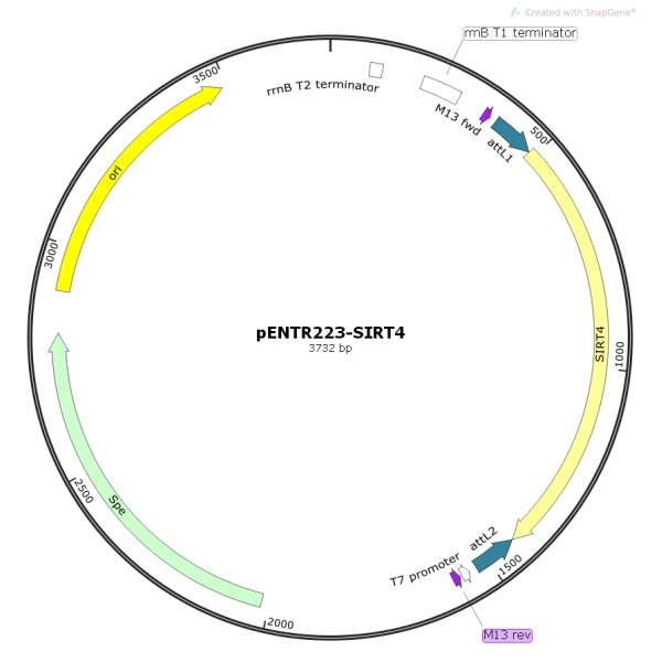 pENTR223-SIRT4人源基因模板质粒