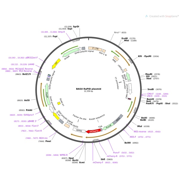 BASU RaPID plasmid 慢病毒包装质粒