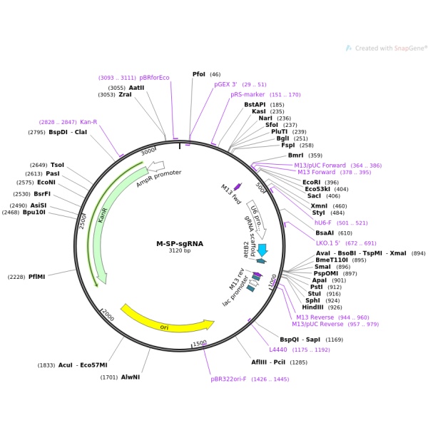 pCR-BluntII-TOPO-MYRIP(2同义突变)人源基因模板质粒