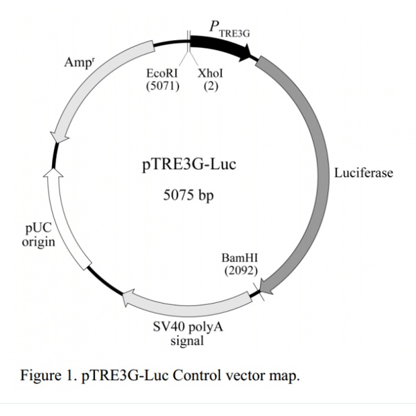 pTRE3G-LUC哺乳报告质粒
