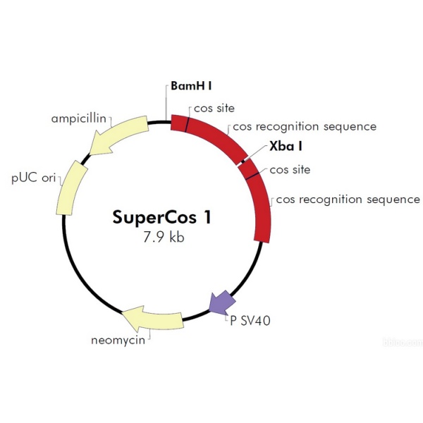 SuperCos I噬菌体展示质粒