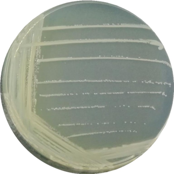 链球菌ST171株