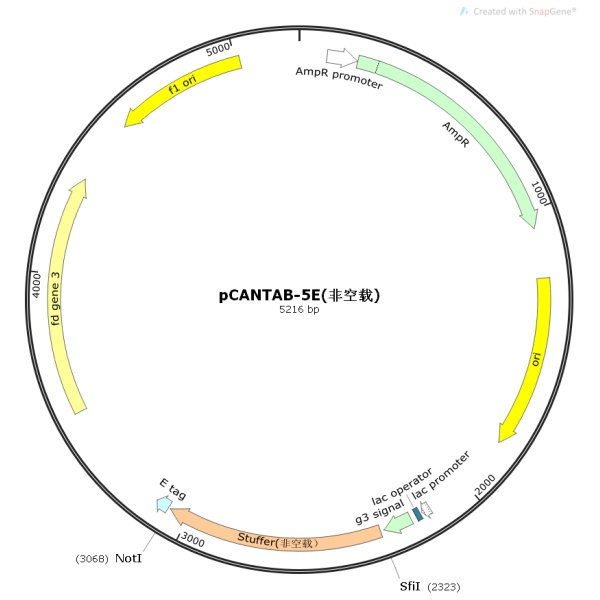 pCANTAB-5E噬菌体展示质粒(非空载)