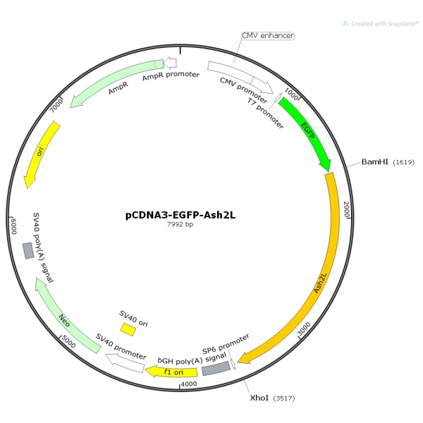 pCDNA3-EGFP-Ash2L人源基因质粒