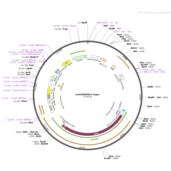 LentiCRISPRV2-SQSTM1sgRNA2人源基因引导质粒