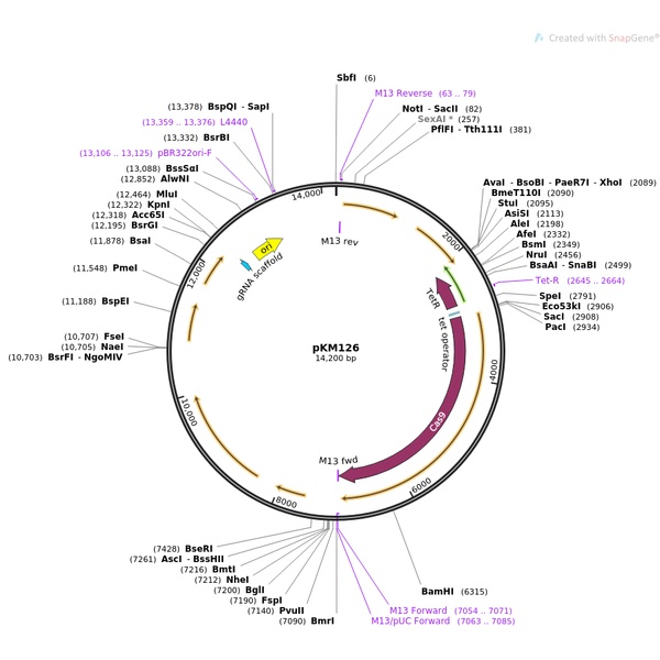 pKM126艰难梭菌Cas9质粒