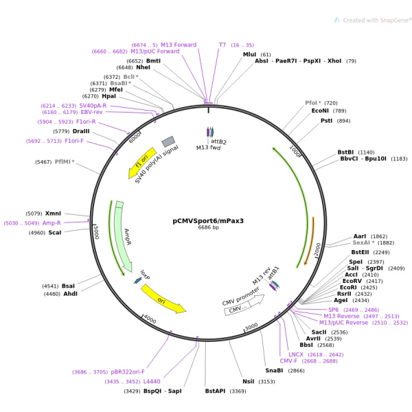 pCMV-SPORT6-HPN(1点突变，1同义突变)人源基因模板质粒