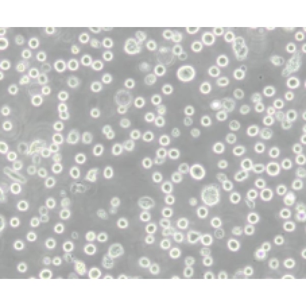 KU812人慢性粒细胞白血病细胞
