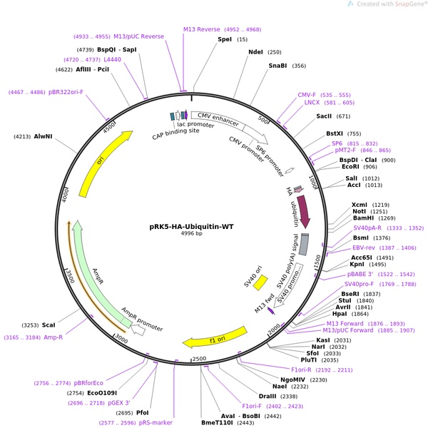 pRK5-HA-Ubiquitin-WT人源基因质粒