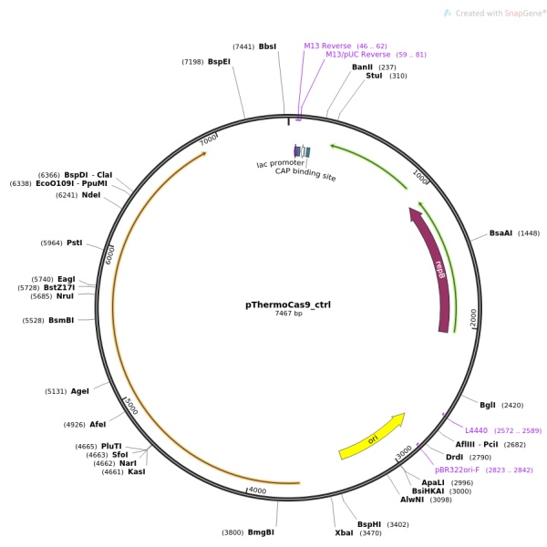 pThermoCas9_ctrl大肠基因编辑质粒