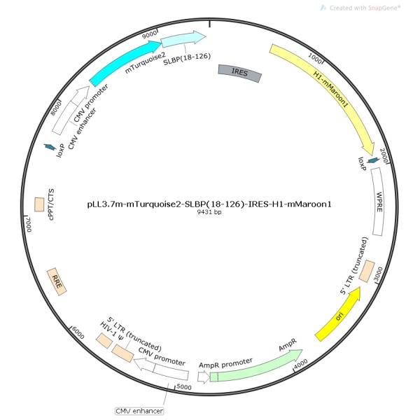pLL3.7m-mTurquoise2-SLBP(18-126)-IRES-H1-mMaroon1人源质粒